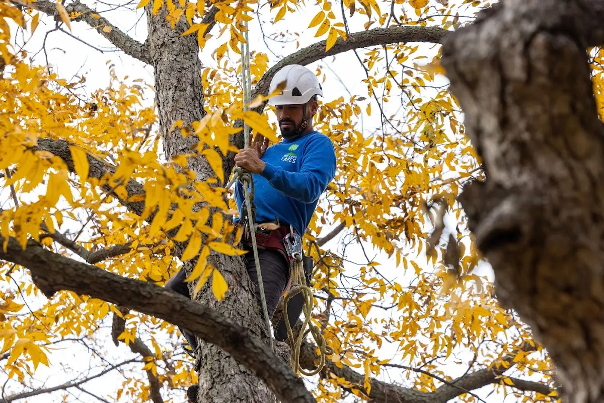 Skilled Emergency Tree Service crew working in Sharon